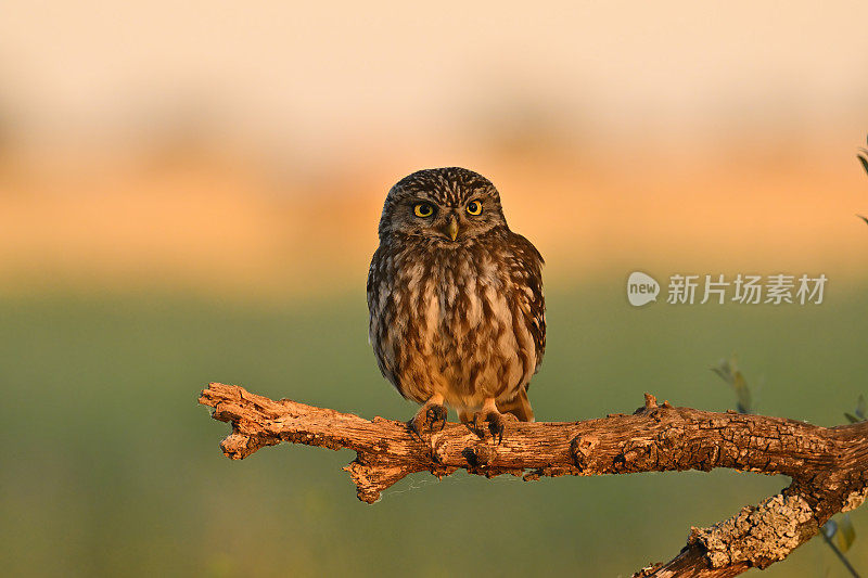 小猫头鹰(Athena noctua)